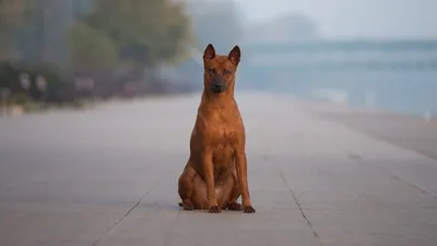 Родезийский риджбек - Порода собак - Информация и особенностях | Хиллс