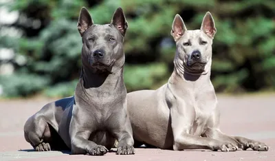 Родезийский риджбек: описание породы, характер собаки, фото