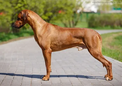 Собака породы тайский риджбек - прямой потомок дикой собаки динго