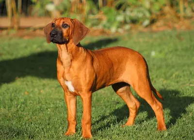 Собаки породы Родезийский риджбек: история, описание, отзывы, характер,  дрессировка, уход, фото и цены