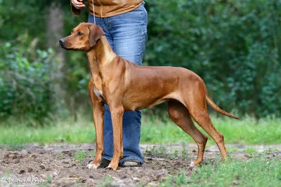 О породах собак №126. Родезийский риджбек | Пикабу