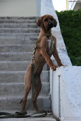 Собаки » Породы » Родезийский риджбек