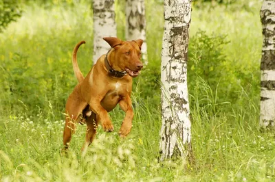 Thai Ridgeback Dog,Sunak Thai Lung Ahn - Сайт thairidgeback! о породе  тайский риджбек,thai ridgeback dog,описание породы тайский риджбек.