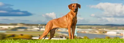 О породах собак №126. Родезийский риджбек | Пикабу