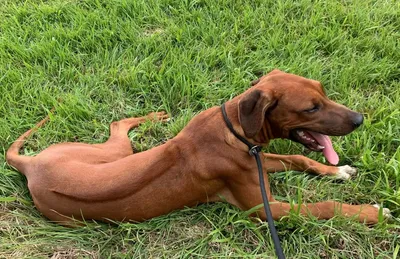 Порода собак родезийский риджбек фото фотографии
