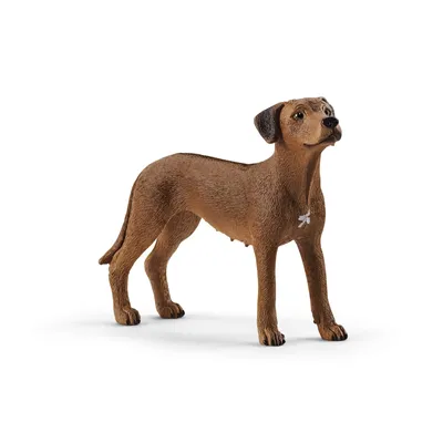 Моя собака родезийский риджбек: характеристика породы, фото, отзывы