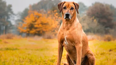 Собаки породы Родезийский риджбек: история, описание, отзывы, характер,  дрессировка, уход, фото и цены