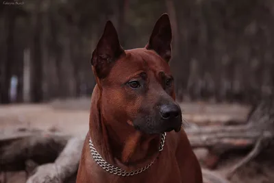 Характеристика и описание породы родезийский риджбек - Собаки - Вопросы  ответы