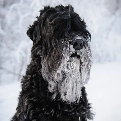 Порода собаки русский черный терьер …» — создано в Шедевруме
