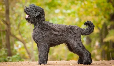 Русский черный терьер: все о собаке, фото, описание породы, характер, цена