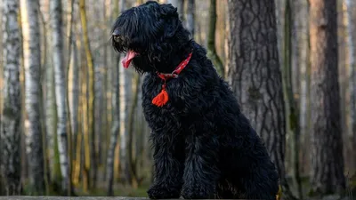 Черный русский терьер собака: фото, характер, описание породы