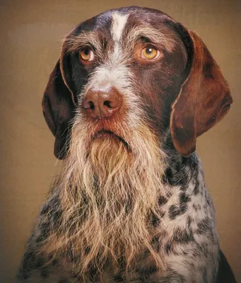 У тебя есть борода? Скажу тебе да!Очаровательные породы собак с бородой |  Домашние питомцы | Дзен