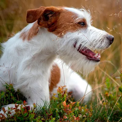 Бородатый колли собака: фото, характер, описание породы