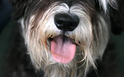 Топовая тройка самых милых и бородатых пород собак | Pets2.me | Дзен