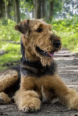 Ризеншнауцер: характеристики породы, фото собаки и описание