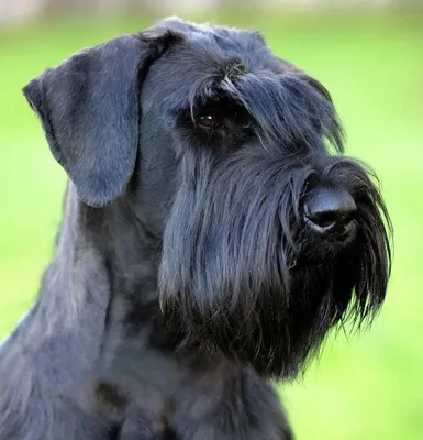 Породы черных собак: самые красивые собаки с черной шерстью