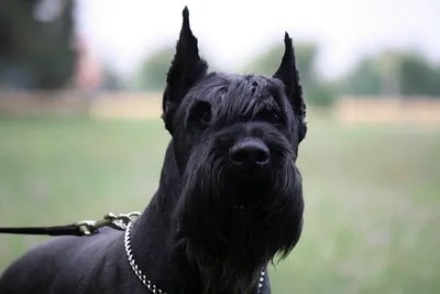 Собака с бородой терьер (71 фото) - картинки sobakovod.club