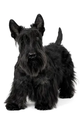 Черный русский терьер собака: фото, характер, описание породы