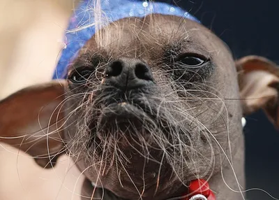 Пти-брабансон: все о собаке, фото, описание породы, характер, цена