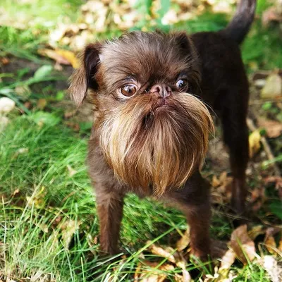 Породы собак с бородой: подборка бородатых пород с фотографиями и названиями