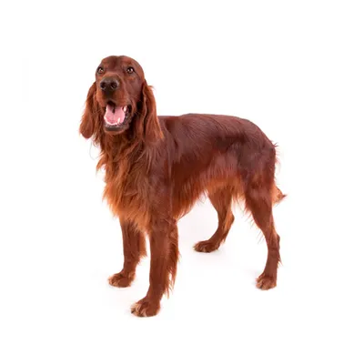 Английский сеттер собака: описание, характер, фото, цена