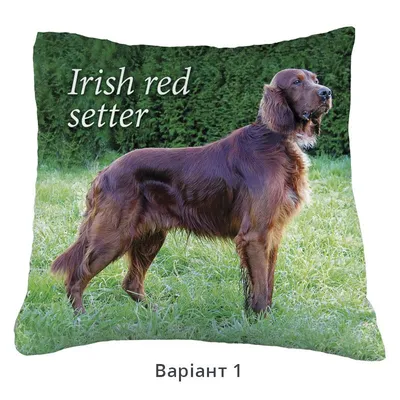 Ирландский сеттер собака: фото, характер, описание породы