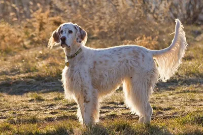 Ирландский красный сеттер - описание породы собак: характер, особенности  поведения, размер, отзывы и фото - Питомцы Mail.ru