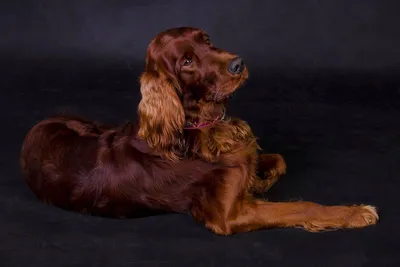 Подушки декоративные с 3d фото собаки породы Ирландский сеттер купить