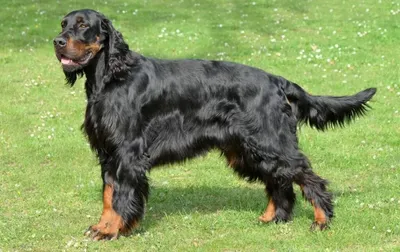 Шотландский сеттер (Gordon setter) - это умная, выносливая и энергичная порода  собак. Фото, описание, отзывы.