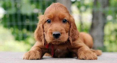 Сеттер породы собаки шотландский Стоковое Фото - изображение насчитывающей  лучший, разведенными: 152988952