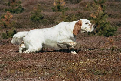 Ирландская охотничья собака - 57 фото