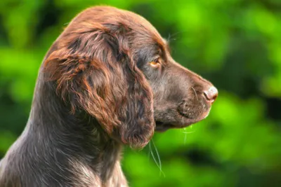 Порода собак «Ирландский сеттер» - World-dogs.ru