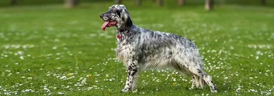 Английский сеттер (English Setter) - это активная, умная и динамичная порода  собак. Фото, описание породы, цены, отзывы владельцев.