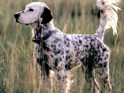 Английский сеттер собака: описание, характер, фото, цена
