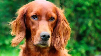Ирландский красный сеттер - описание породы собак: характер, особенности  поведения, размер, отзывы и фото - Питомцы Mail.ru