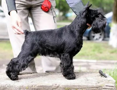 Крошечные, но умные: какая самая маленькая порода собак служит на  украинской границе - Pets