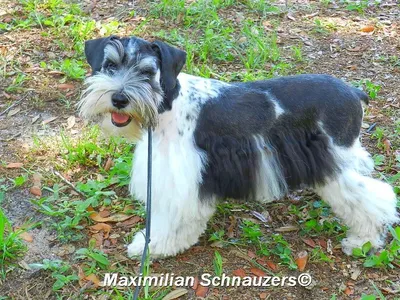 Ризеншнауцер (150 фото породы собак), характер породы, стандарты, описание  сколько живет и чем питается