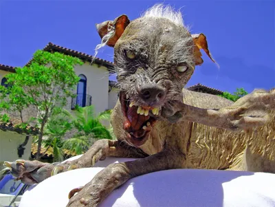 Бергамская овчарка: необычная собака с необычной шерстью» — создано в  Шедевруме