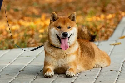 Почему собаки породы сиба-ину самые лучшие » BigPicture.ru