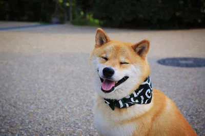 Японская порода собак сиба ину (69 фото) - картинки sobakovod.club