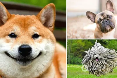 25 снимков, доказывающих, что если у вас собака породы сиба-ину, то камеру  из рук лучше не выпускать | Mixnews