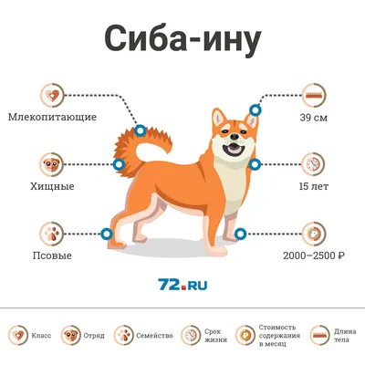Набор Schleich Собака и щенок породы сиба-ину 42479 от Schleich за 1 150  руб. Купить в официальном магазине Schleich