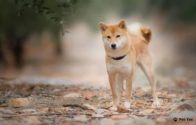 Шиба-ину ( Сиба-ину).Древнейшая японская порода собак. Выставка собак.Odessa.  - YouTube