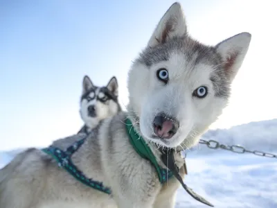 Порода собак сибирский хаски фото фотографии