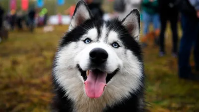Сибирский хаски: фото, описание и характер породы собаки - Purina ONE®