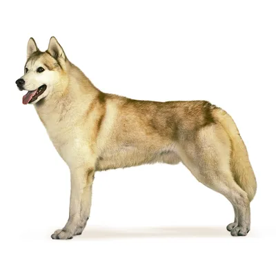 Уникальная порода собак Сибирский Хаски | Домашние питомцы | Дзен