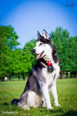 Сибирский хаски - описание породы собак: характер, особенности поведения,  размер, отзывы и фото - Питомцы Mail.ru