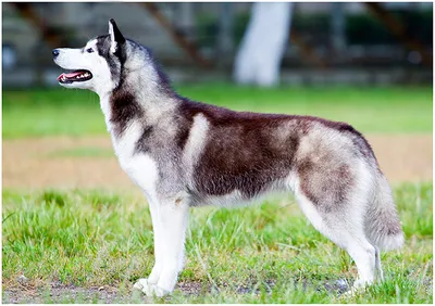 Хаски (сибирский хаски) это надёжный и преданный компаньон, великолепная  выставочная собака.