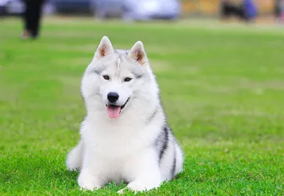 Подходит ли вам порода собаки Сибирский хаски? | Ставропольская правда |  Дзен