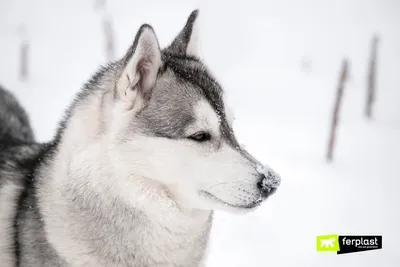 SOBAKI.PRO | Породы собак | Сибирский хаски | Фото 60399